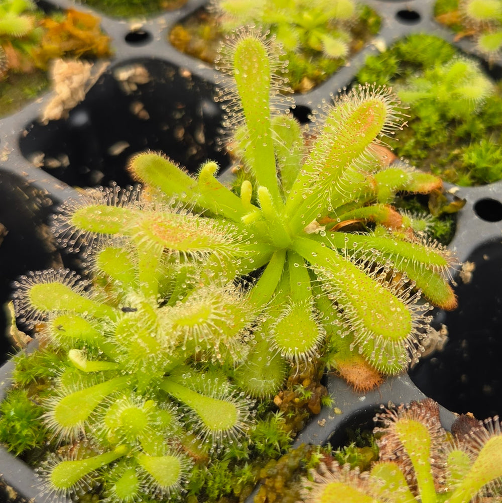 Drosera coccicaulis 