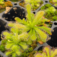 Drosera coccicaulis 