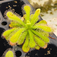 Drosera coccicaulis 