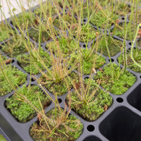 Drosera filiformis 