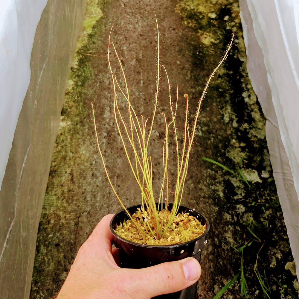 Drosera filiformis 