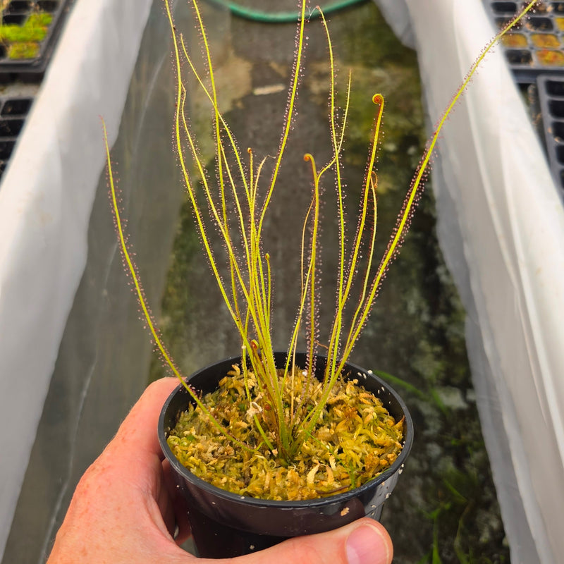 Drosera filiformis 