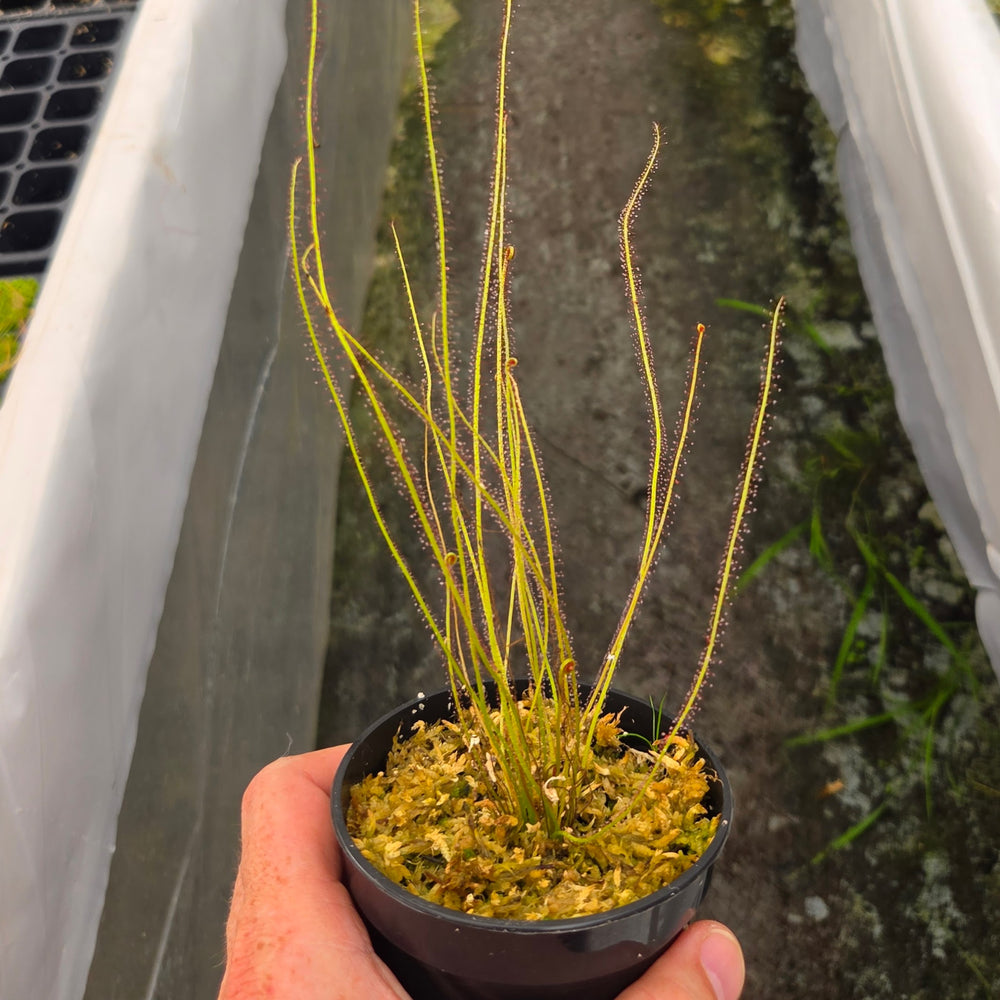Drosera filiformis 