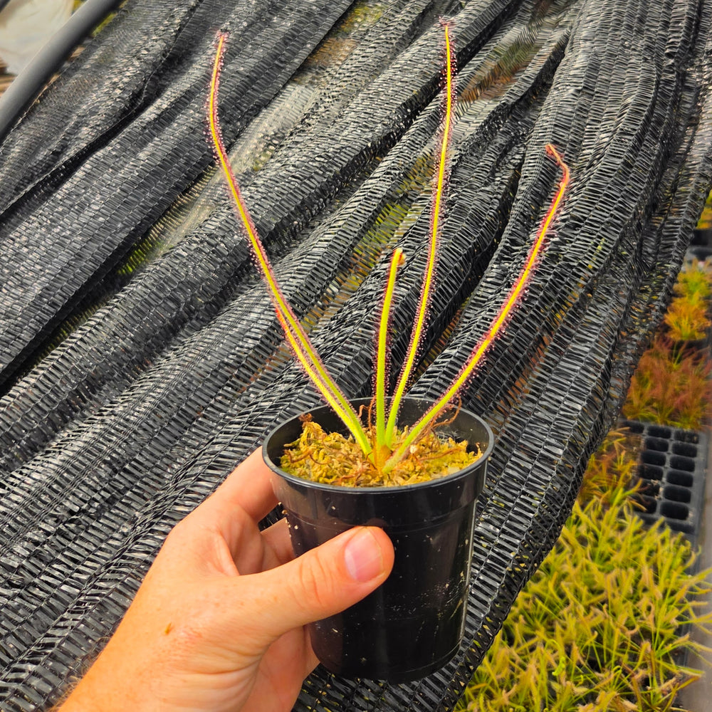 Drosera spiralis