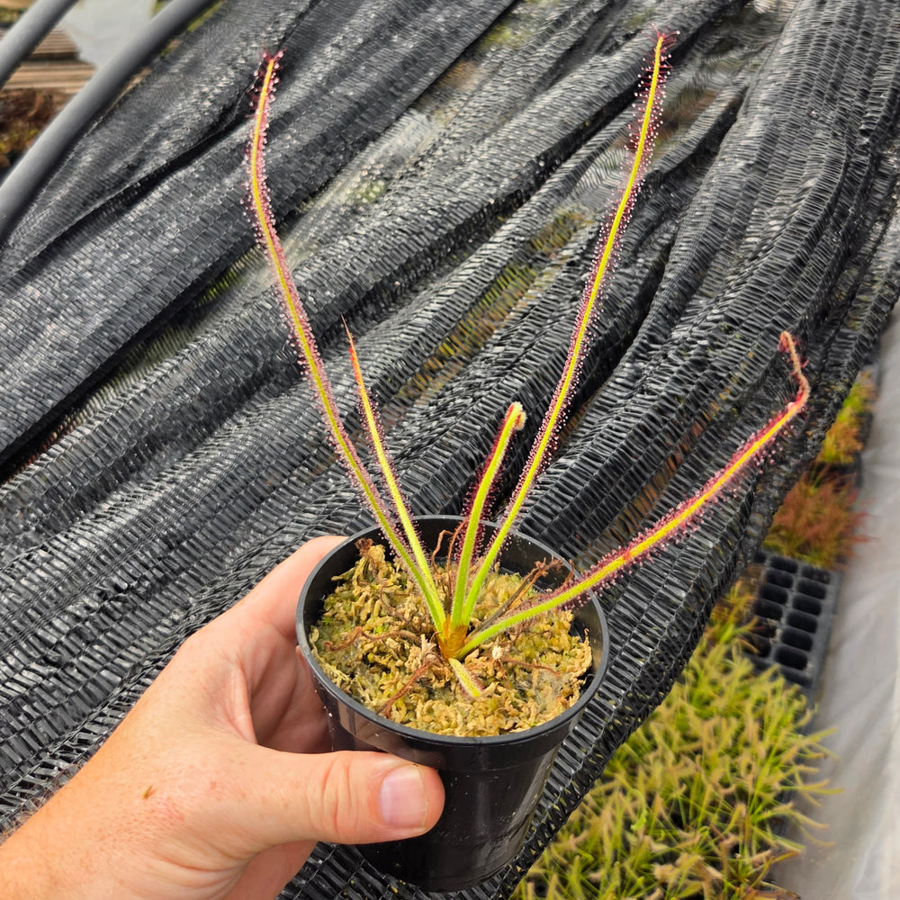 Drosera spiralis