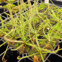 Drosera spiralis