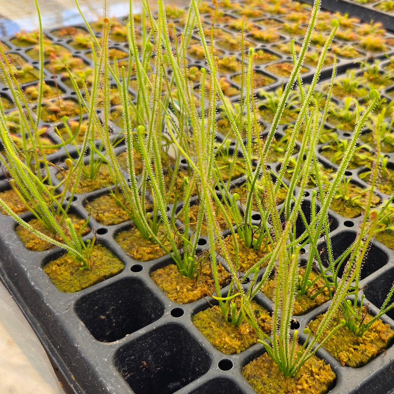Drosera tracyi