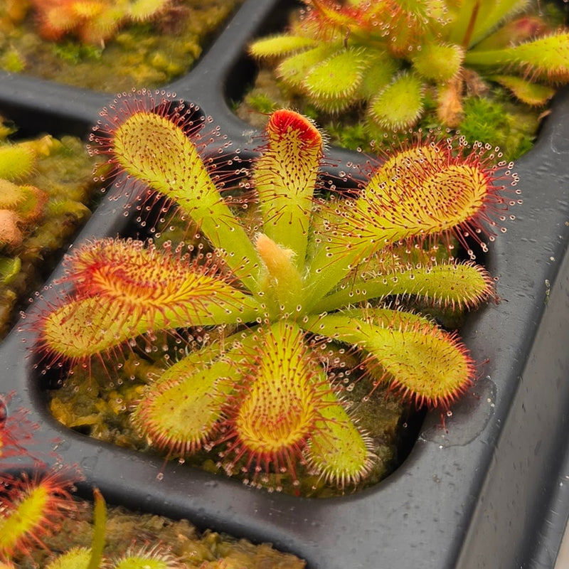 Drosera venusta