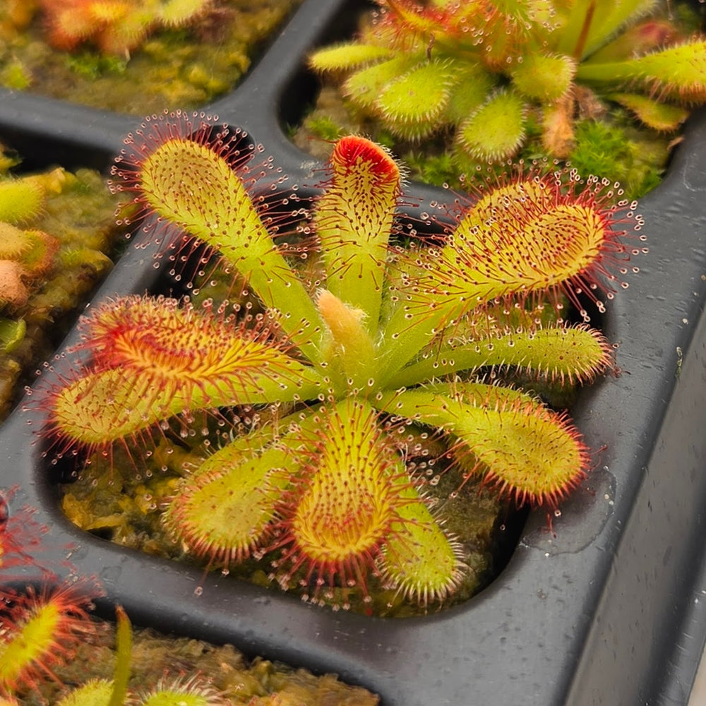 All-Star Sundew Bundle (Drosera)
