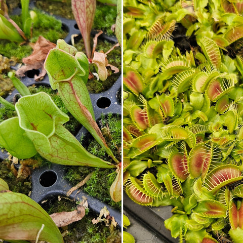 Fall Favorite Bundle (Flytrap & Sarracenia)