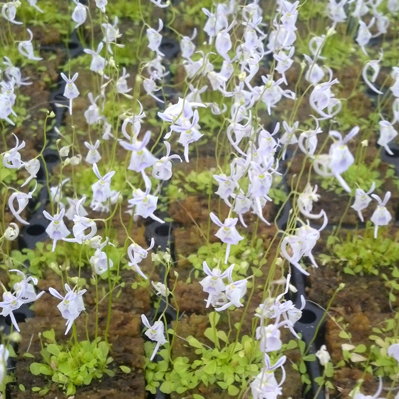 Utricularia sandersonii