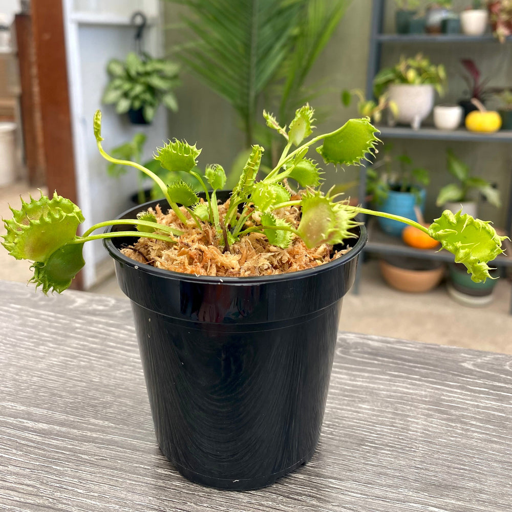 Venus Fly Trap 