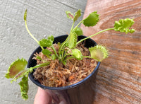 Venus Fly Trap 