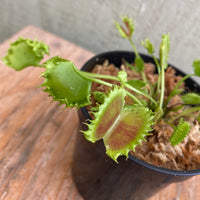 Venus Fly Trap 