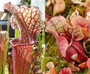All-Star Sarracenia Bundle