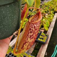 Nepenthes Lovely Mirror