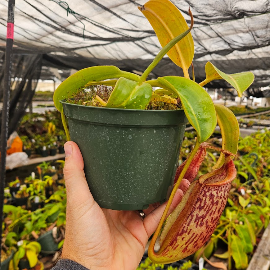 Nepenthes Lovely Mirror