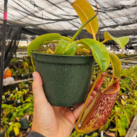 Nepenthes Lovely Mirror