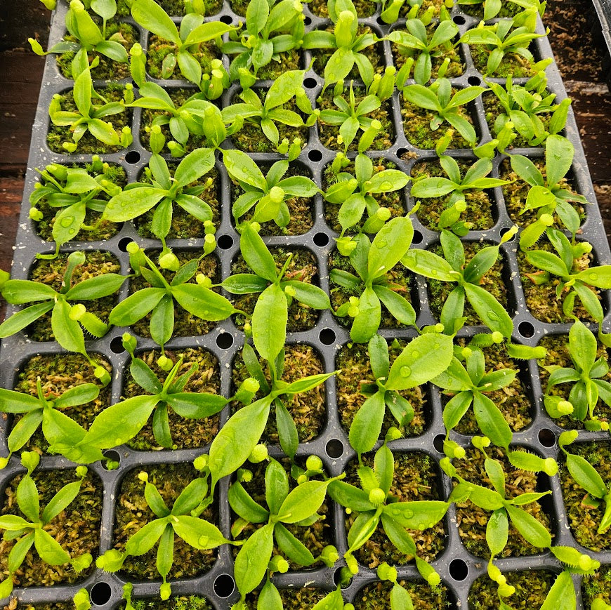Nepenthes Lovely Mirror