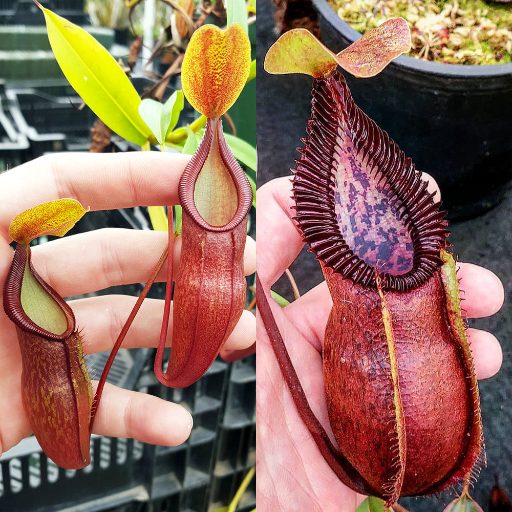 Nepenthes Daring Silence