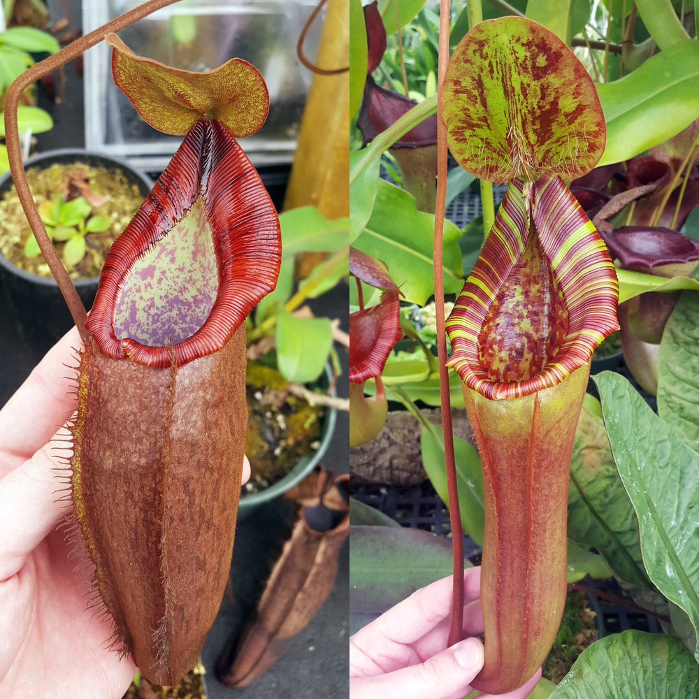 Nepenthes Dream Lament