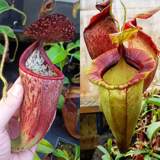 Nepenthes Glorious Spirit