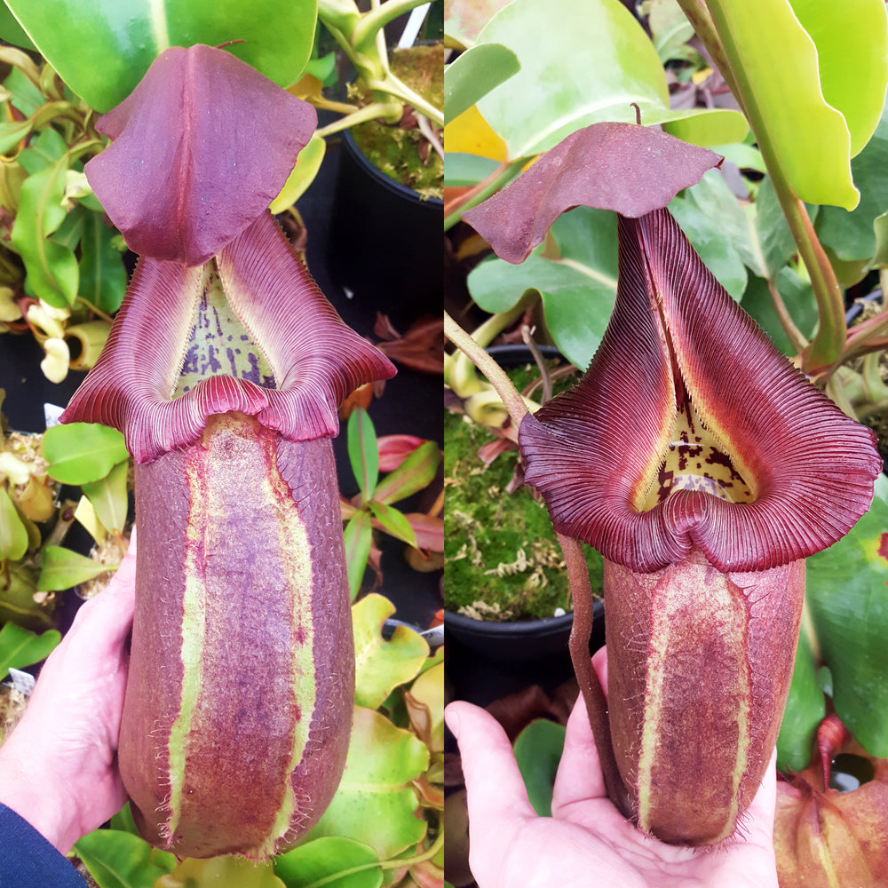 pitcher plant seeds for sale Nepenthes robcantleyi - Seed-grown
