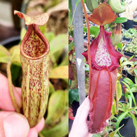Nepenthes Wandering Doom