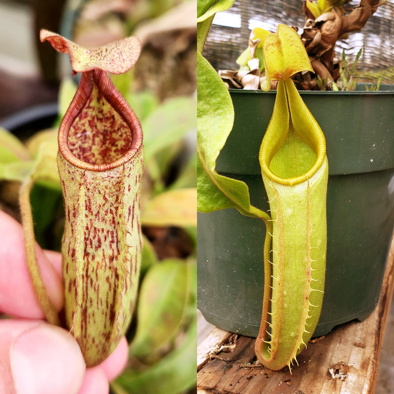 Nepenthes Wandering Valor