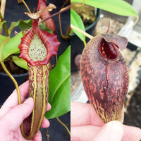 Nepenthes Vivid Angel