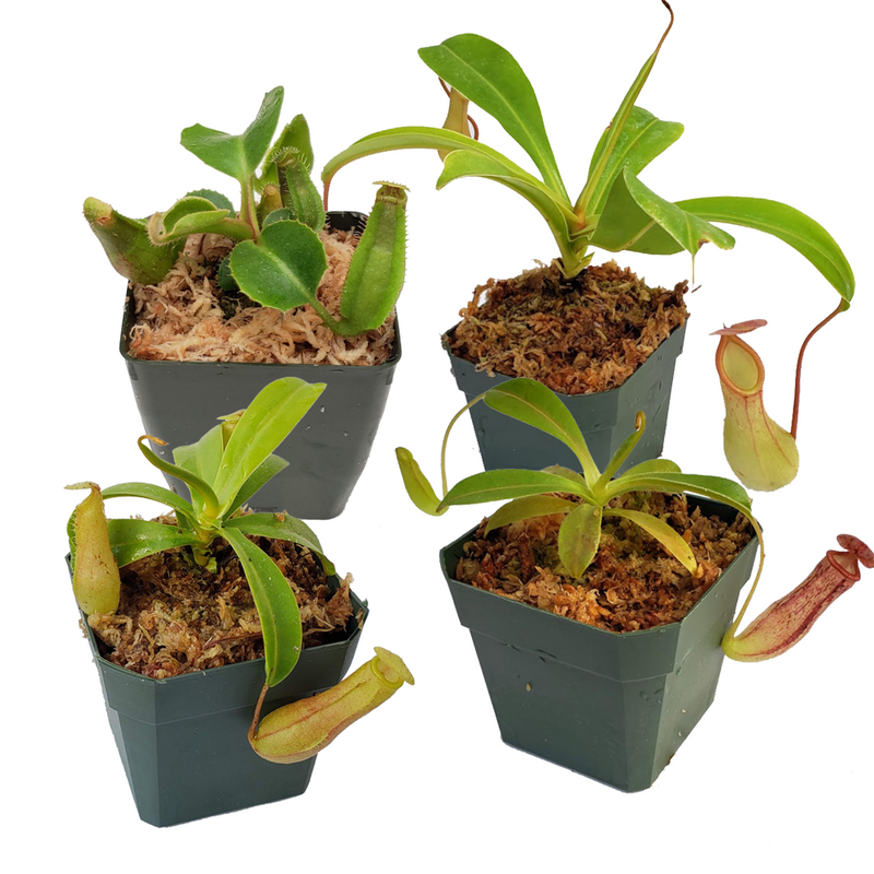 Nepenthes Grab-Bag