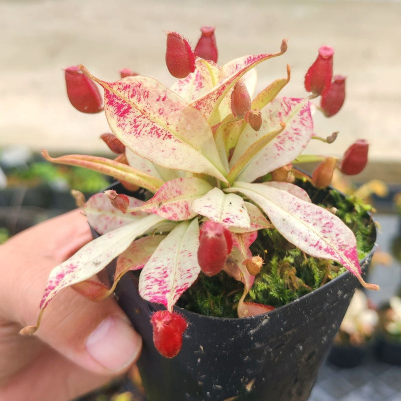 Nepenthes ampullaria 