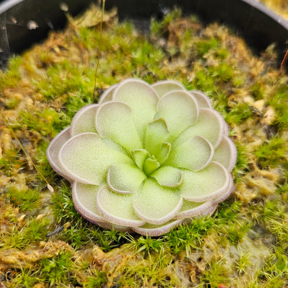 Pinguicula cyclosecta