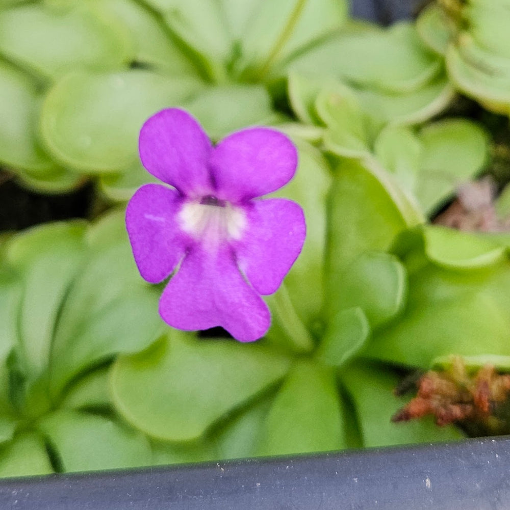 Pinguicula cyclosecta