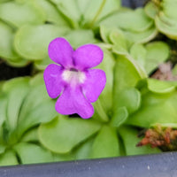 Pinguicula cyclosecta