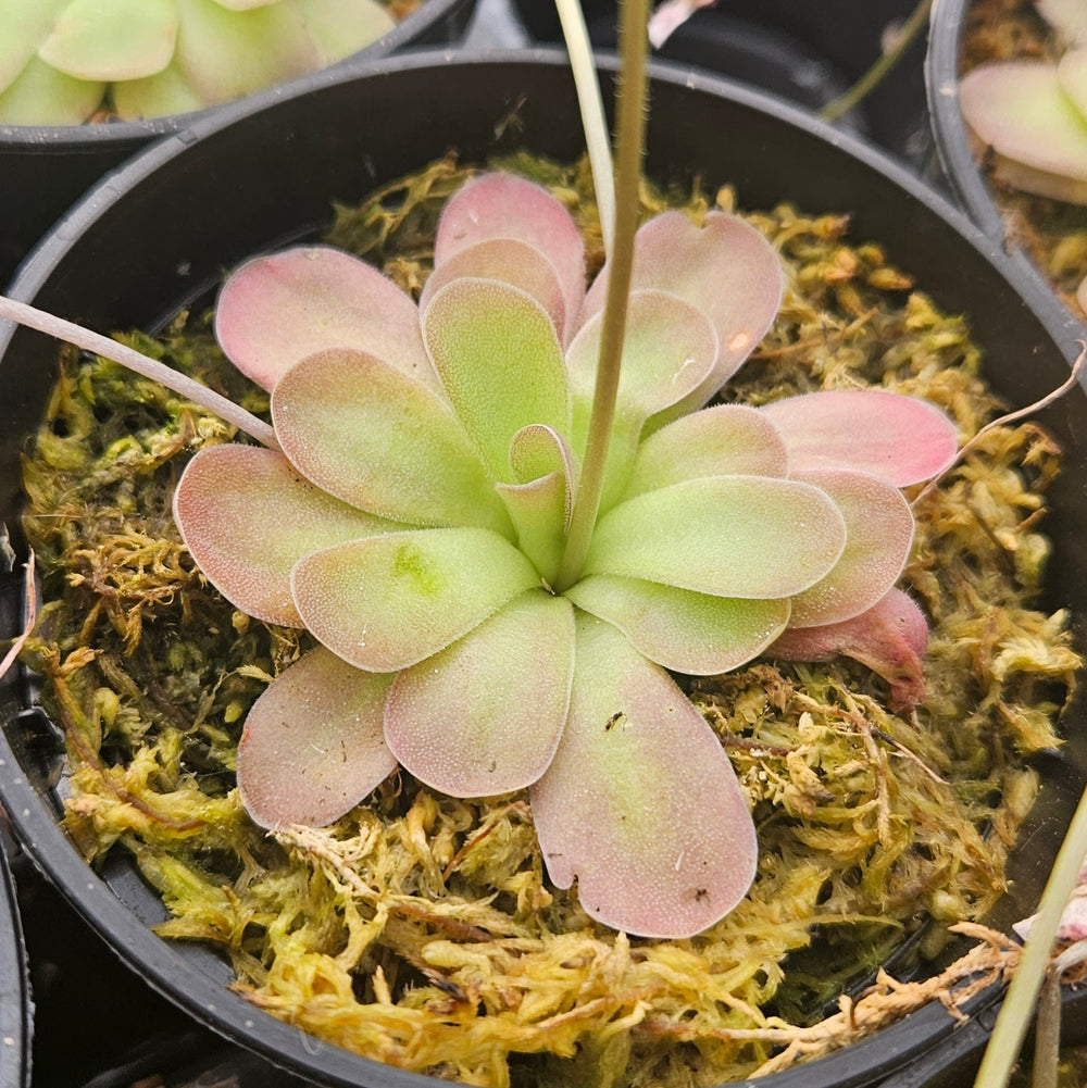 Pinguicula 'Johanna'
