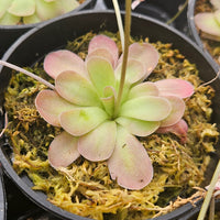 Pinguicula 'Johanna'