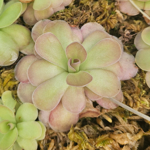Pinguicula 'Johanna'
