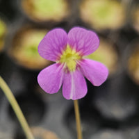 Pinguicula 'Johanna'