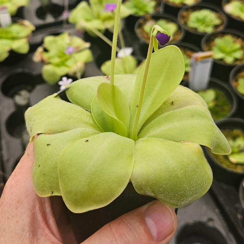 Pinguicula moranensis