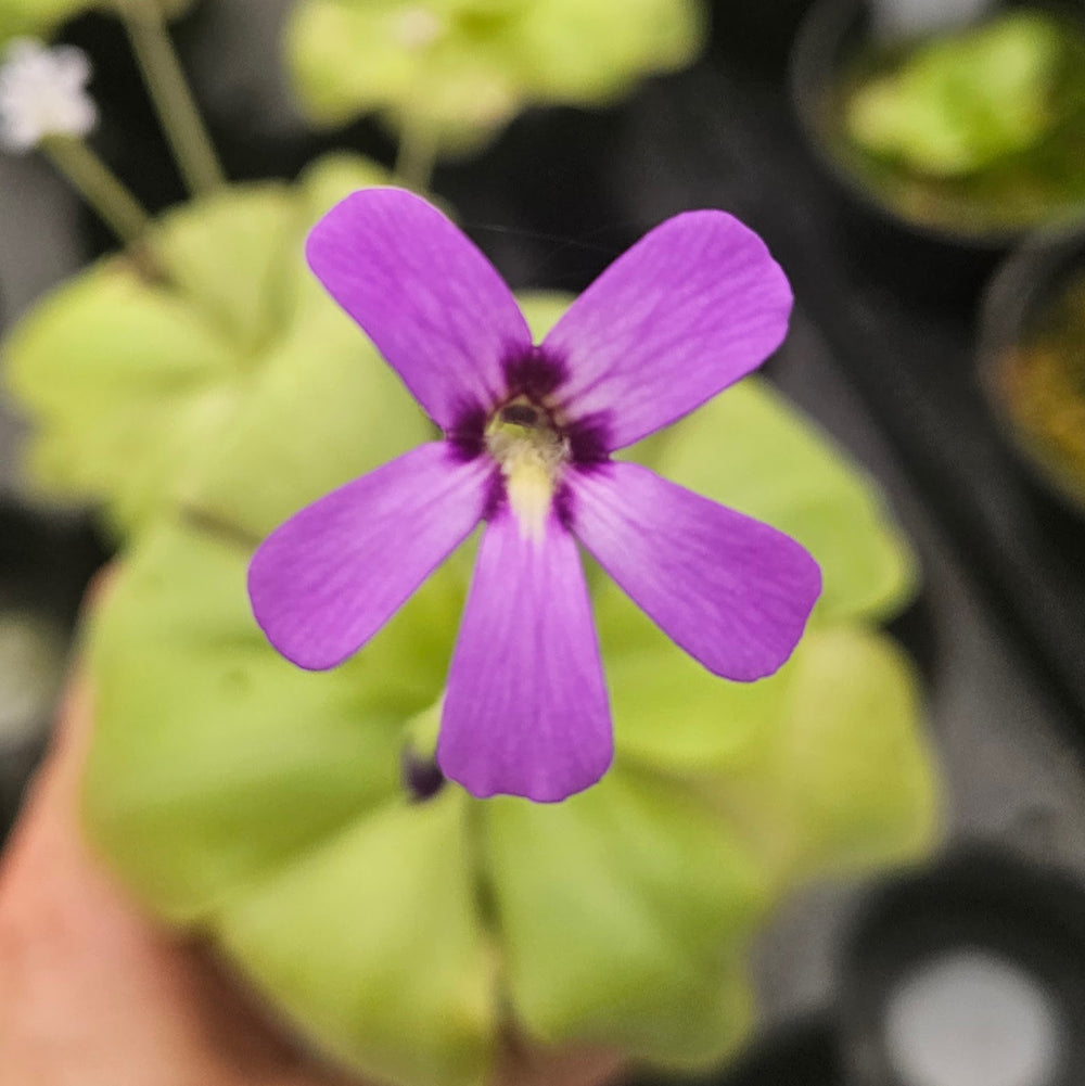 Pinguicula moranensis