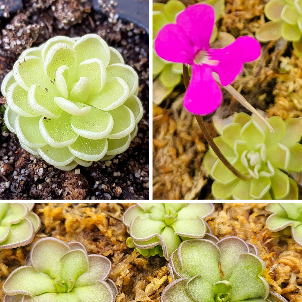 butterwort succulent Petite Pinguicula Bundle