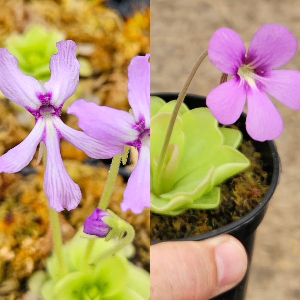 All-Star Butterwort Bundle (Pinguicula)