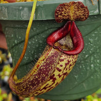 Nepenthes Furious Triumph