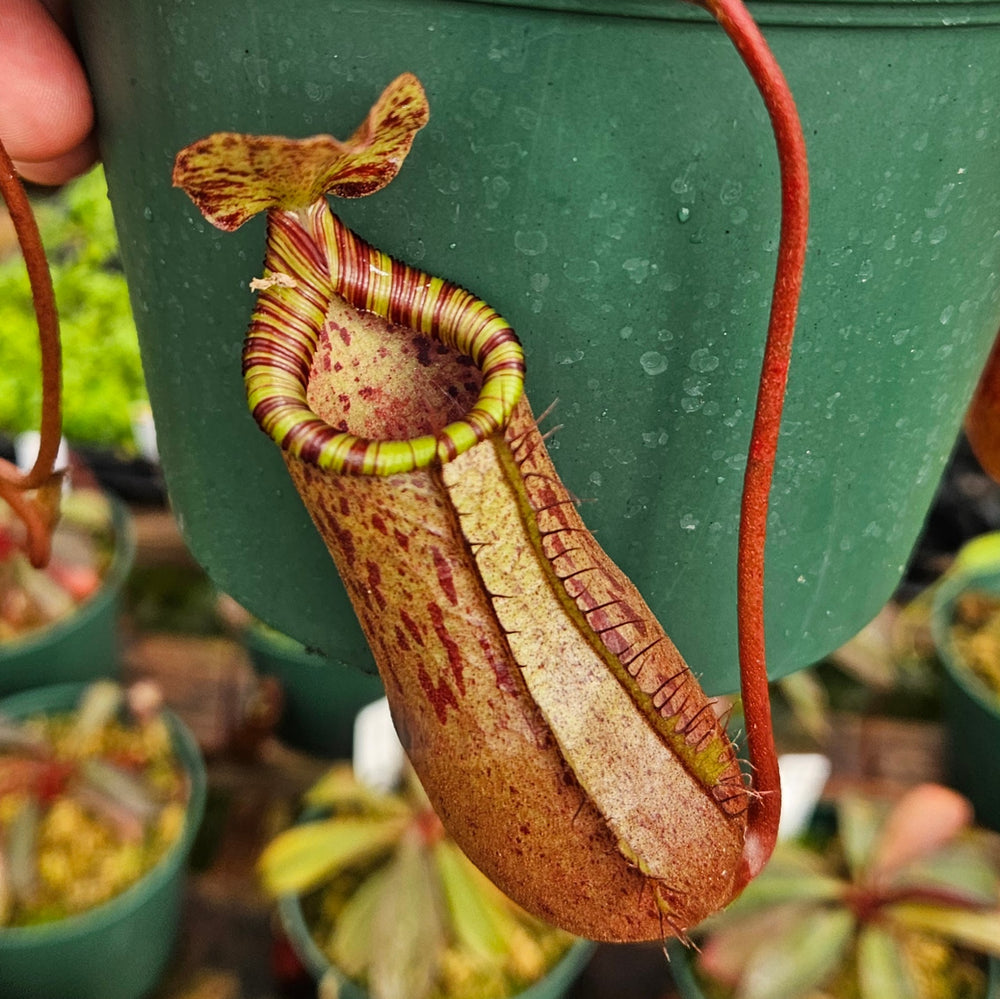 Nepenthes Prince of Battle
