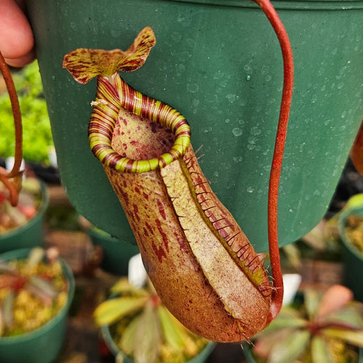 Nepenthes Prince of Battle