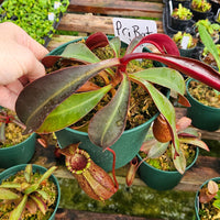 Nepenthes Prince of Battle