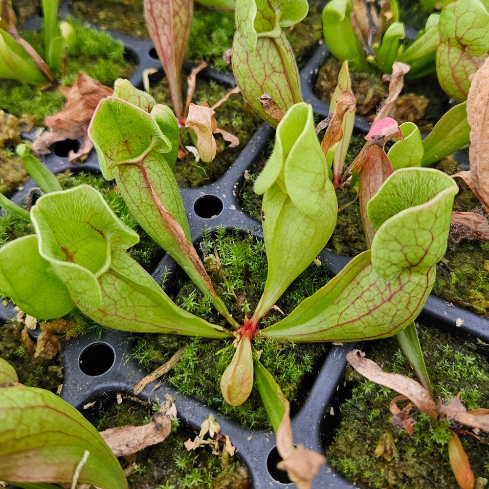 Sarracenia purpurea ssp. venosa
