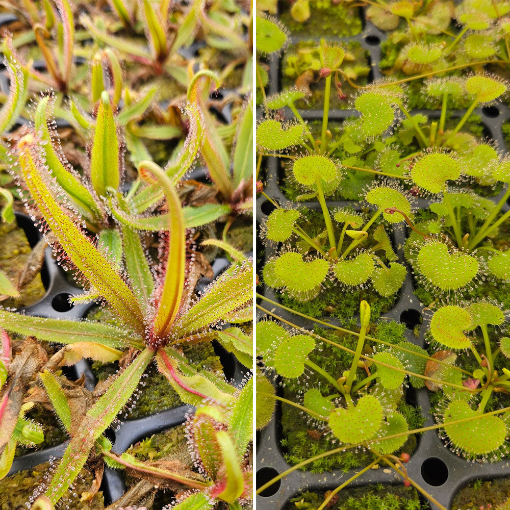 Queensland Sundew Collection