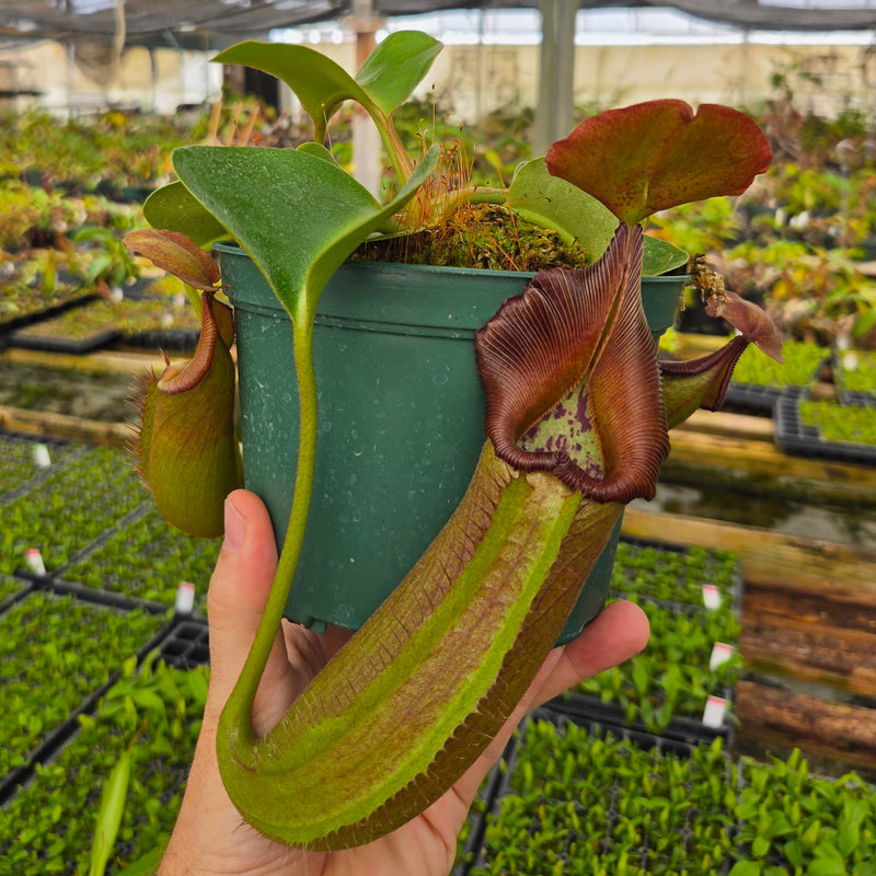 Nepenthes Regal Tower - 3.5